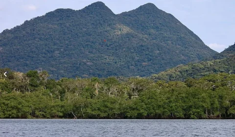 Recheados de “carbono azul”, manguezais ganham destaque no combate às mudanças climáticas