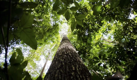 Em Davos, Marina defende ‘sustentabilidade’ ambiental, econômica e social