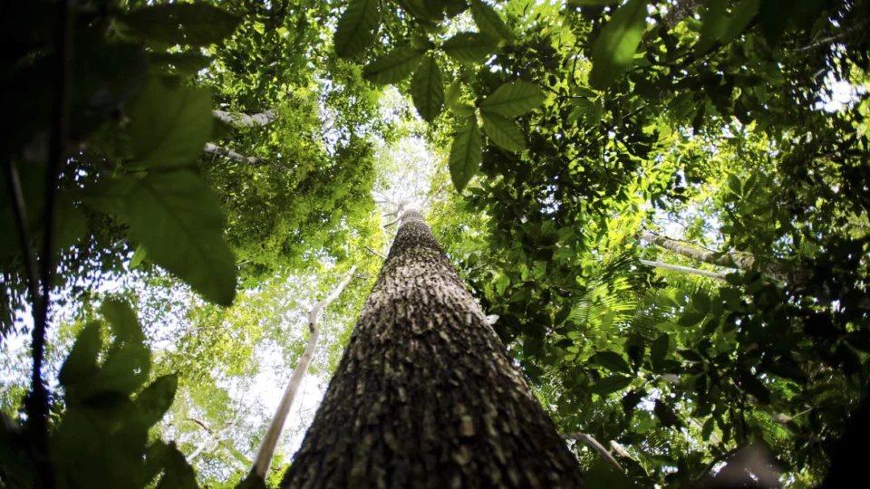 Primeira emissão de títulos verdes rende US$ 2 bilhões