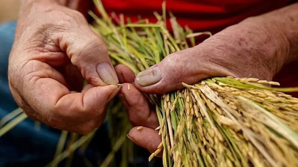 Arroz orgânico do MST: agroecologia pode produzir em larga escala e contrapor agronegócio