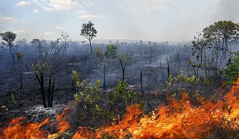 Desmatamento do Cerrado avança pelo quarto ano consecutivo