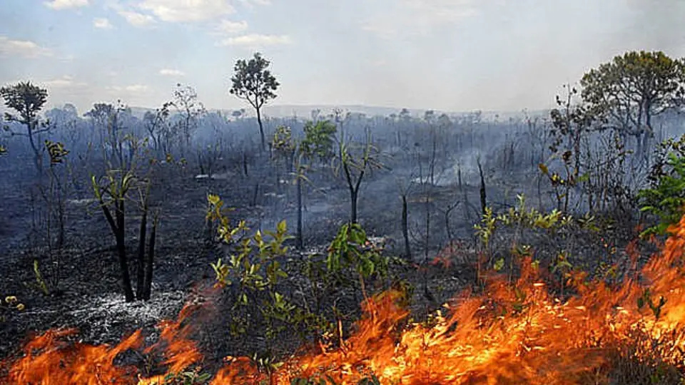 Desmatamento do Cerrado avança pelo quarto ano consecutivo