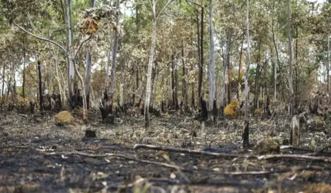 Desmatamento cai pela metade na Amazônia e sobe 43% no Cerrado