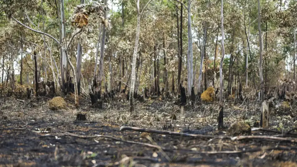 Desmatamento cai pela metade na Amazônia e sobe 43% no Cerrado