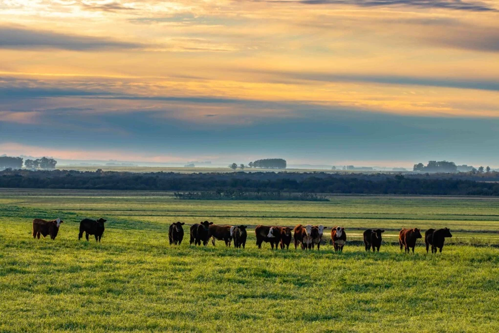 Região dos Pampas, no Rio Grande do Sul, é a mais ameaçada por projeto aprovado pela CCJ que flexibiliza desmatamento