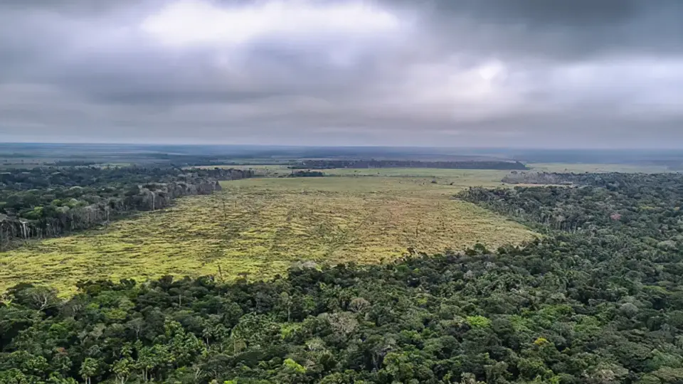 Alertas de desmatamento na Amazônia caem 30% em fevereiro