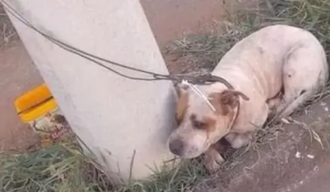 Ataques levam ao abandono de pitbulls no RJ