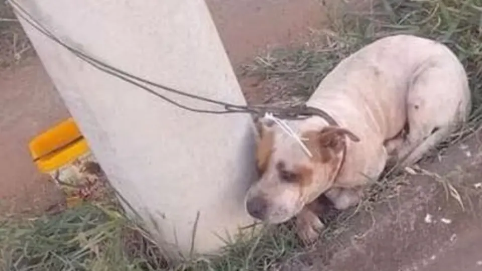 Ataques levam ao abandono de pitbulls no RJ