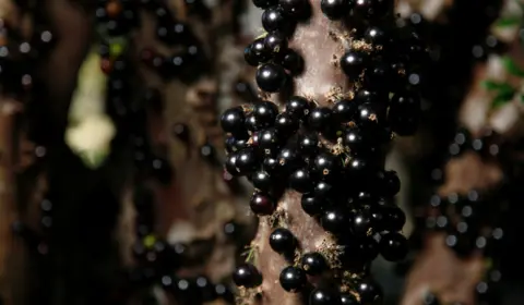 Jabuticaba é eleita a sétima melhor fruta do mundo; conheça principais benefícios