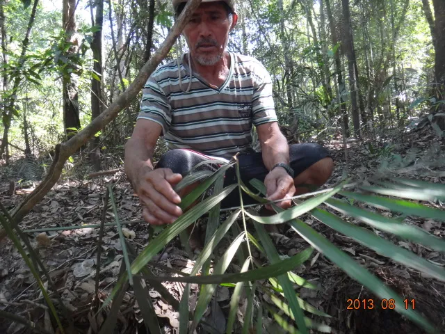 Manoel Duca mostra 'quebrada', vestígio de circulação de isolados pelo território / Acervo/Funai