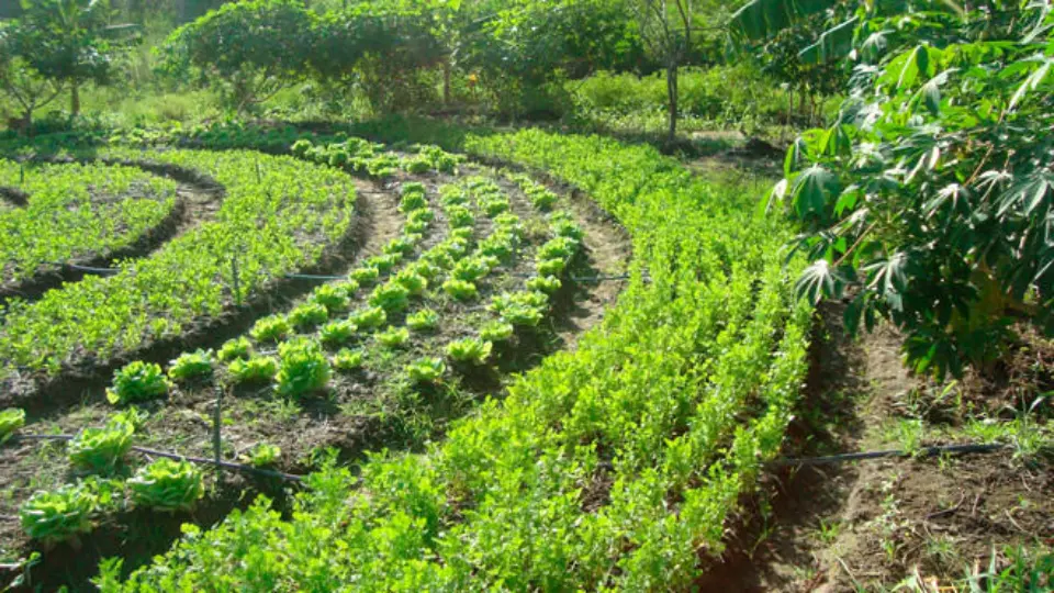 Grupo propõe ‘agroflorestas’ para reconstrução do RS após tragédia