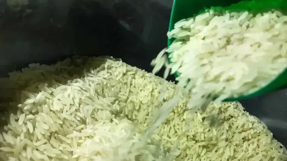 Leilão da Conab arremata 263 mil toneladas de arroz após tribunal derrubar liminar