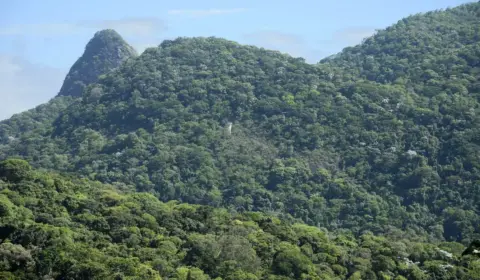 Menos de 7% das áreas urbanas no Brasil são cobertas por vegetação