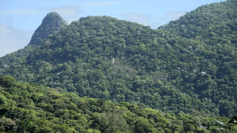 Menos de 7% das áreas urbanas no Brasil são cobertas por vegetação