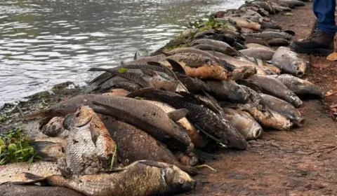 MP instaura inquérito para apurar a morte de toneladas de peixes no Rio Piracicaba (SP)