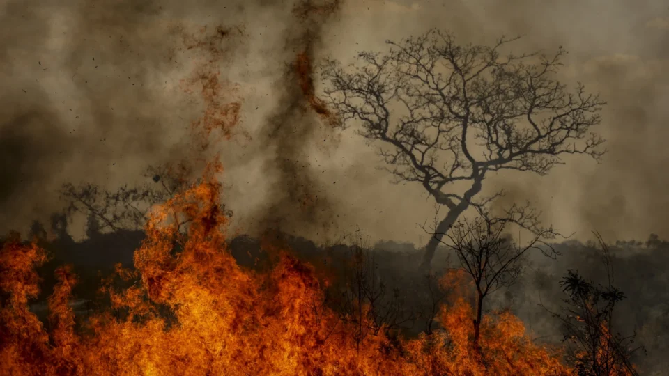 Mais de 80% dos incêndios em SP ocorreram em áreas da agropecuária, aponta estudo