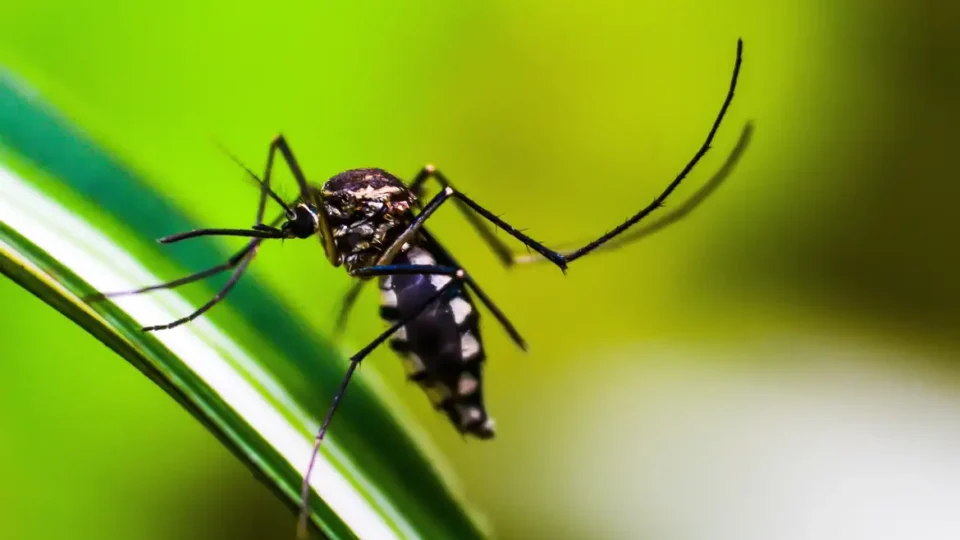 Queda de casos de dengue no Brasil deve se manter até fim de novembro