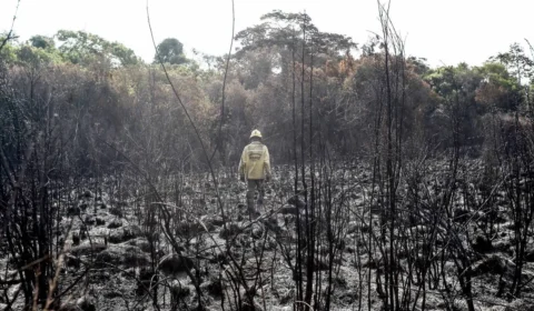 Fogo subterrâneo em Brasília dribla rios e mata árvores pela raiz