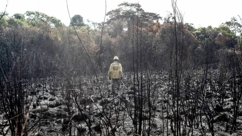 Fogo subterrâneo em Brasília dribla rios e mata árvores pela raiz