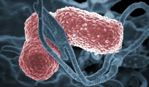 Resistência aos antibióticos pode causar 39 milhões de mortes até 2050, aponta estudo