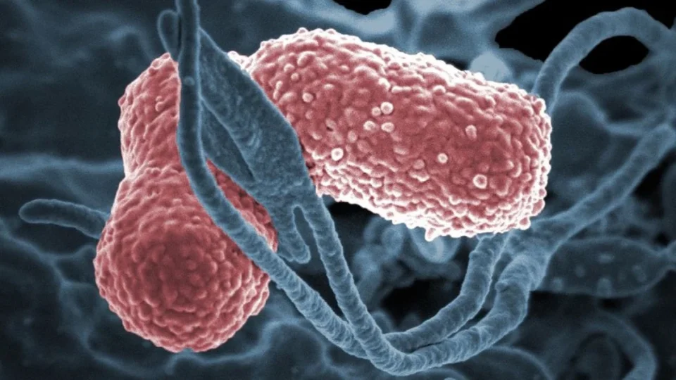 Resistência aos antibióticos pode causar 39 milhões de mortes até 2050, aponta estudo