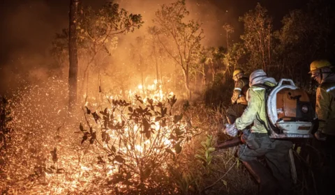 Manejo com fogo, contrafogo e queimada: entenda as diferenças