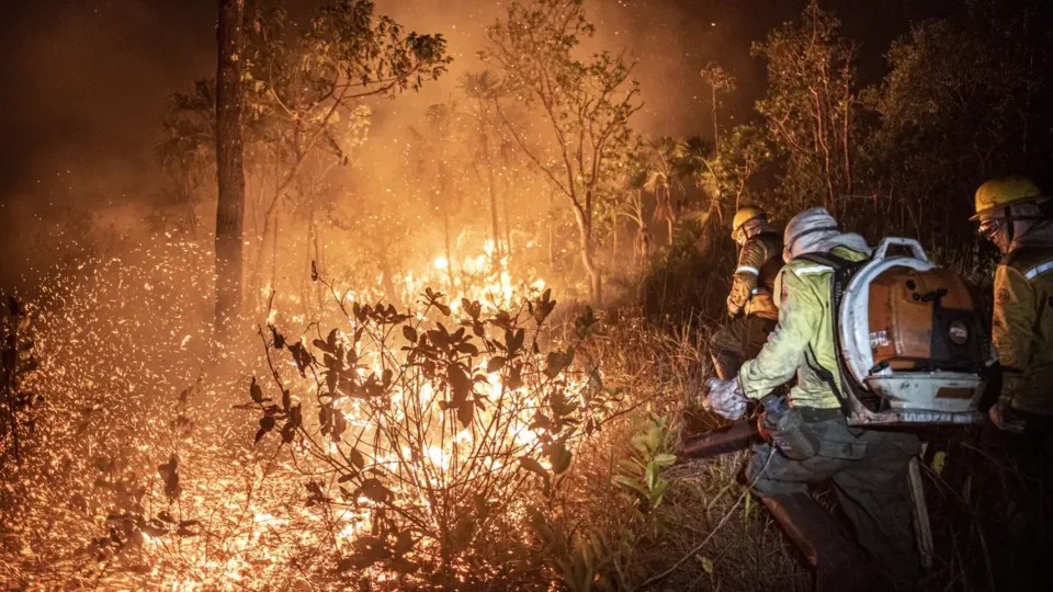 Manejo com fogo, contrafogo e queimada: entenda as diferenças