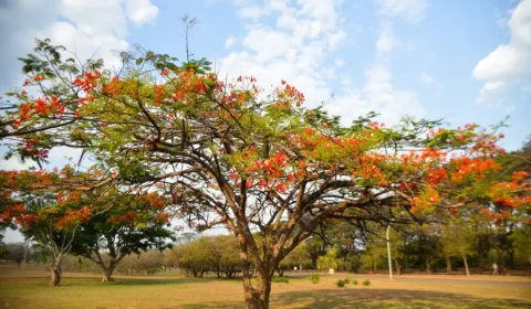 Veja como fica o tempo durante a primavera, que começa neste domingo