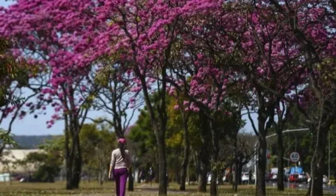 Primavera começa com ondas de calor e volta das chuvas regulares; veja a previsão