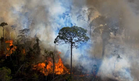 AM, MS e MT batem recorde de emissões de carbono por queimadas