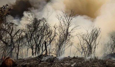 Cerrado em chamas: número de incêndios no bioma já ultrapassa total de focos registrados em 2023