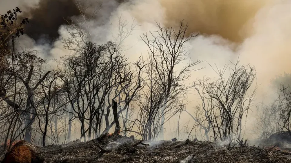 Cerrado em chamas: número de incêndios no bioma já ultrapassa total de focos registrados em 2023