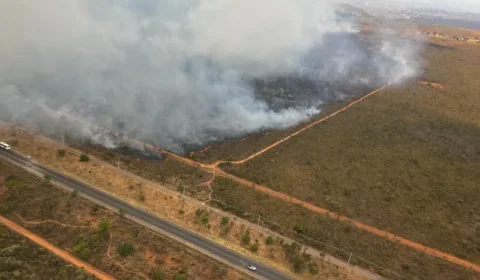 Ao fugirem do fogo, animais são mais atropelados no DF