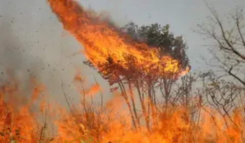 Brasil pode perder Pantanal caso cenário do aquecimento global não seja revertido, diz Marina Silva