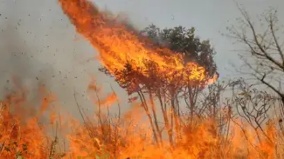 Brasil pode perder Pantanal caso cenário do aquecimento global não seja revertido, diz Marina Silva