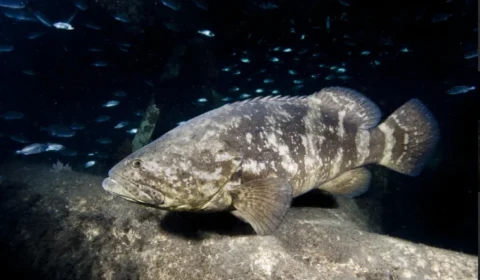 Mortes de meros, o peixe gigante, deixam biólogos em alerta no litoral paulista