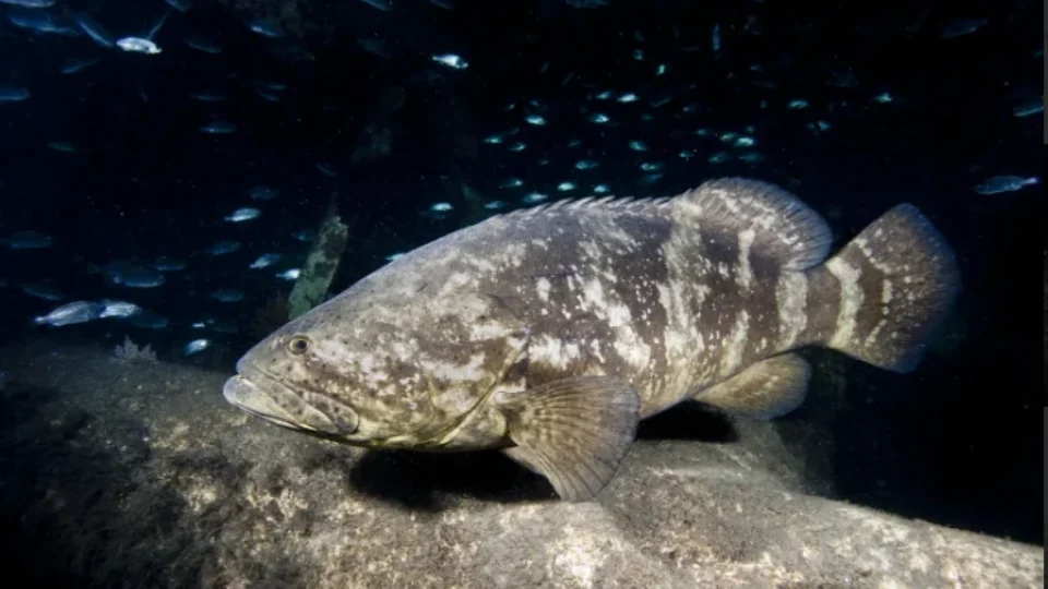 Mortes de meros, o peixe gigante, deixam biólogos em alerta no litoral paulista