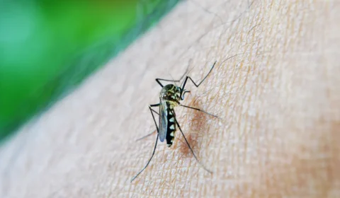 Dengue aumentou 400% no Brasil em 2024 em comparação ao ano passado