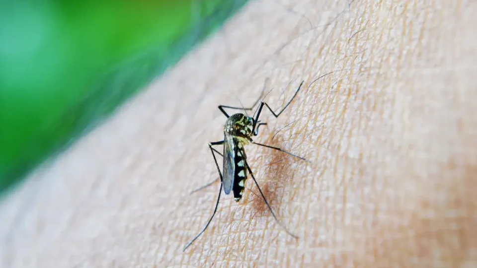 Dengue aumentou 400% no Brasil em 2024 em comparação ao ano passado