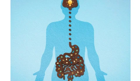 A conexão intestino-cérebro: como emoções afetam a saúde digestiva e mental