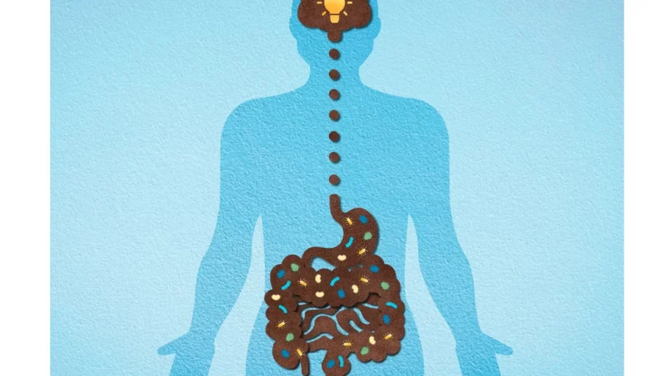 A conexão intestino-cérebro: como emoções afetam a saúde digestiva e mental