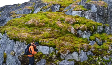 Cientistas alertam sobre Antártica ‘ficando verde’ em ritmo acelerado