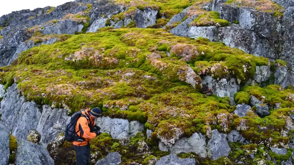 Cientistas alertam sobre Antártica ‘ficando verde’ em ritmo acelerado