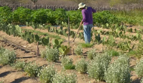 Governo prevê R$ 450 milhões em compra de terras para reforma agrária até fim do ano