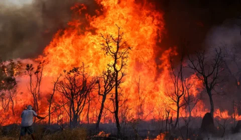 Projeto quer usar IA para alertar sobre incêndios usando os sons da floresta