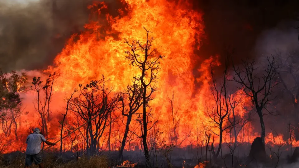 Projeto quer usar IA para alertar sobre incêndios usando os sons da floresta