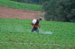 Liberação de agrotóxicos e defensivos biológicos bate recorde em 2024