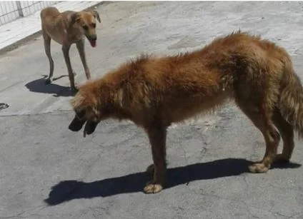 ONG ingressou com ação para apurar maus tratos a animais. (Foto: TJCE)