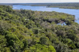 Desmatamento na Amazônia cai 30,6%, com menor área devastada em 9 anos