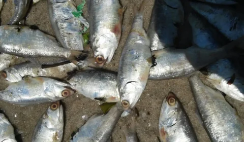 Governo federal anuncia medidas para identificar causas de mortandade de peixes no Pará